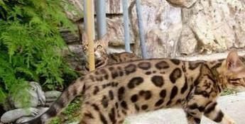 孟加拉豹猫怎么养