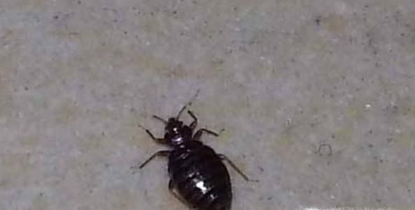 家里有臭虫怎么办