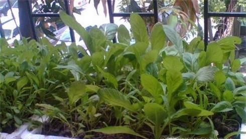 如何种植小青菜