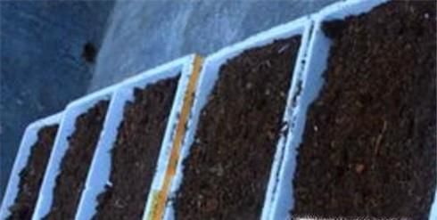 如何种植小青菜