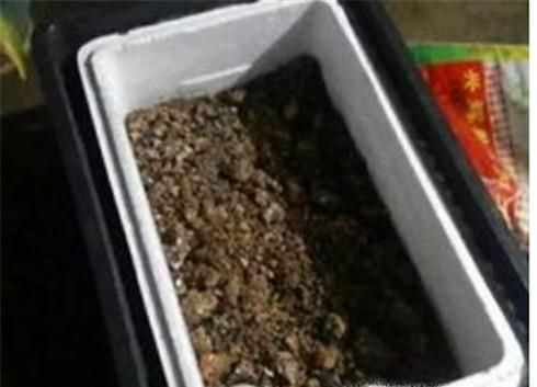 如何种植小青菜