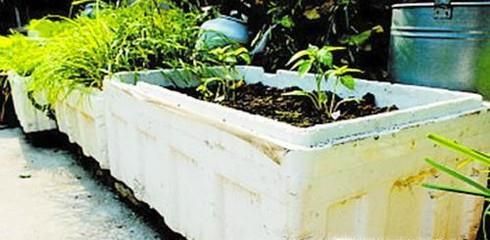 如何种植小青菜