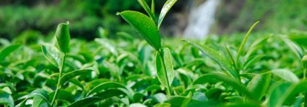 福建安溪茗茶是什么