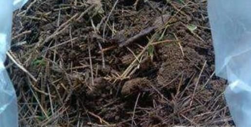 松针土的制作方法