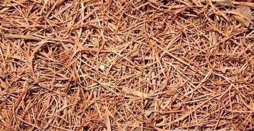 松针土的制作方法