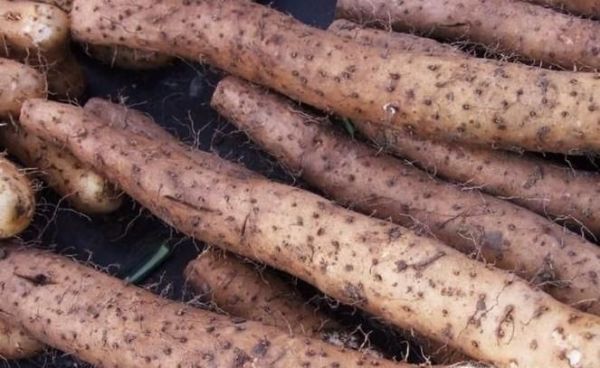 教你如何挑选优质好山药