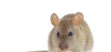 家中有老鼠，怎么消灭？