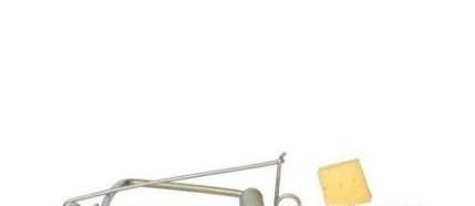 家中有老鼠，怎么消灭？