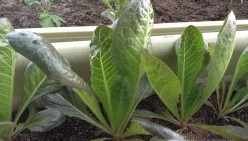 家庭阳台如何简单种植油麦菜