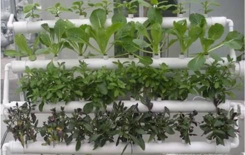 家庭阳台如何简单种植油麦菜