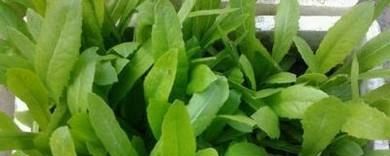 家庭阳台如何简单种植油麦菜