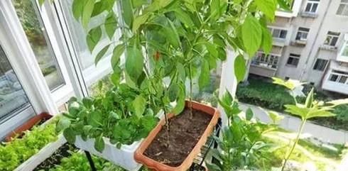 家庭阳台如何简单种植油麦菜