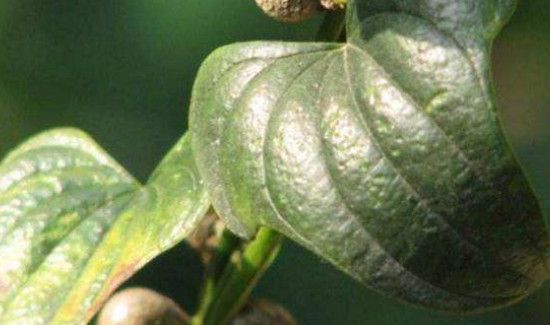 山药叶子的功效与作用