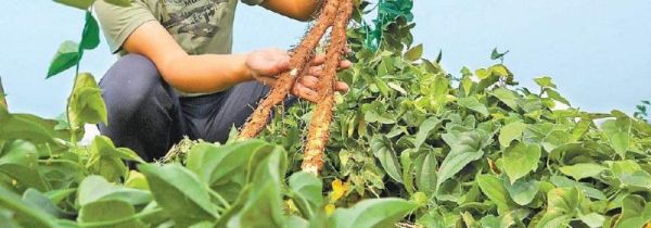 山药叶子的功效与作用