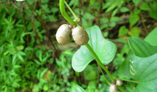 山药叶子的功效与作用