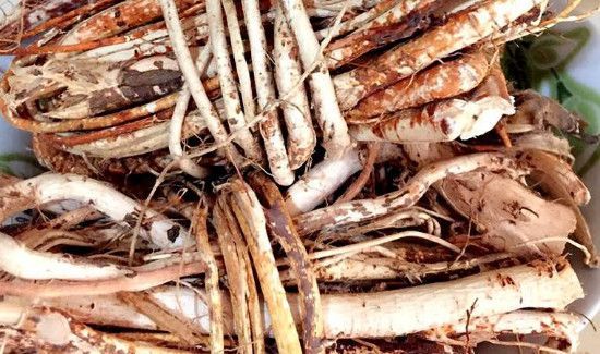 五指毛桃泡酒有什么功效