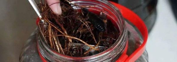 五指毛桃泡酒有什么功效