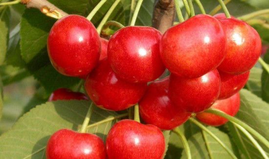 毛樱桃可以吃吗
