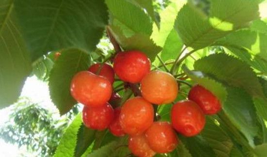 毛樱桃可以吃吗