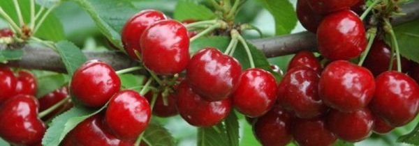 毛樱桃可以吃吗