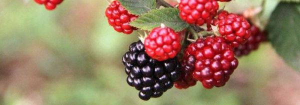 黑树莓的禁忌