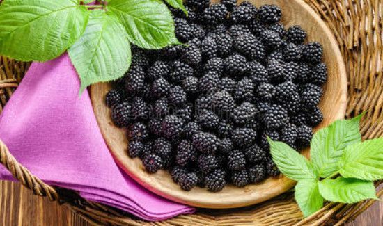 黑树莓的禁忌