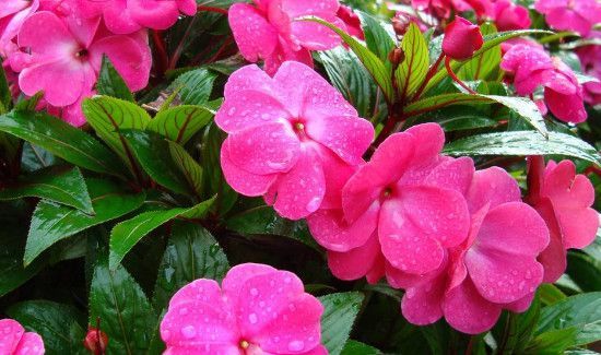 凤仙花泡脚有什么功效