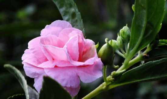 凤仙花泡脚有什么功效