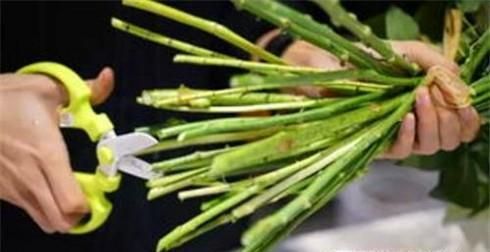 花店买的鲜花怎么保存