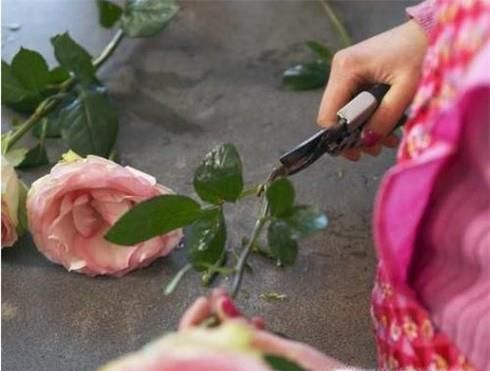 花店买的鲜花怎么保存