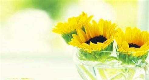 花店买的鲜花怎么保存