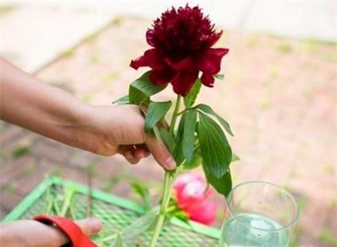 花店买的鲜花怎么保存