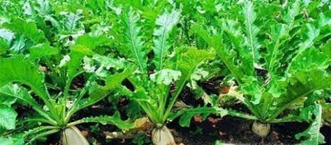 怎样培养出优良质量的白萝卜