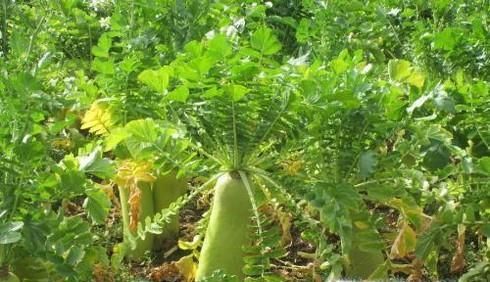 怎样培养出优良质量的白萝卜