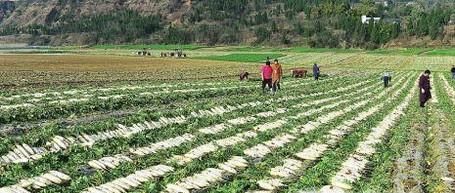 怎样培养出优良质量的白萝卜