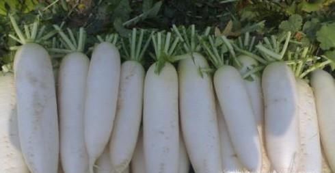 怎样培养出优良质量的白萝卜