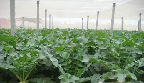 怎样培养出优良质量的白萝卜