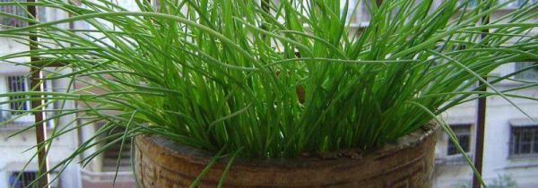 小葱叶有白点能吃吗