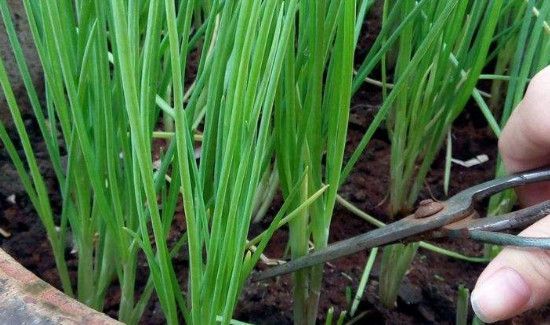 小葱叶有白点能吃吗