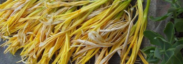 黄花菜可冷冻保存吗