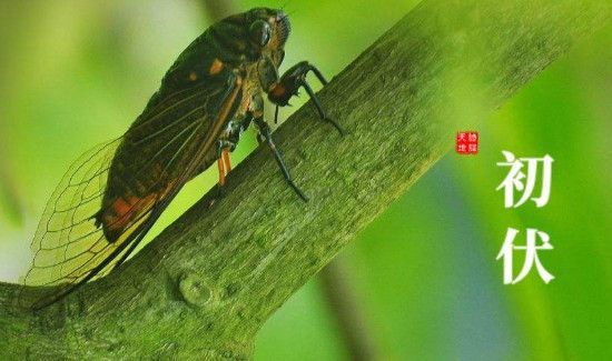 一伏多少天二伏多少天三伏多少天