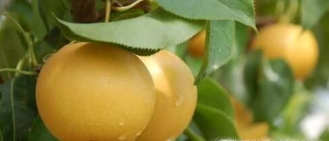 上坟忌讳带什么水果