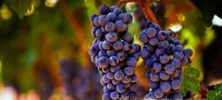 上坟忌讳带什么水果