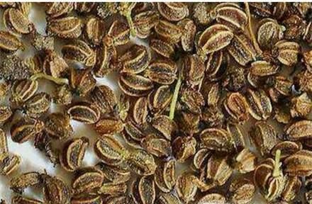 芹菜种子如何催芽