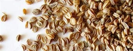 芹菜种子如何催芽