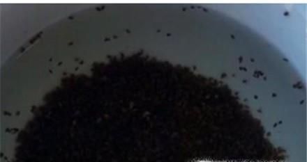 芹菜种子如何催芽