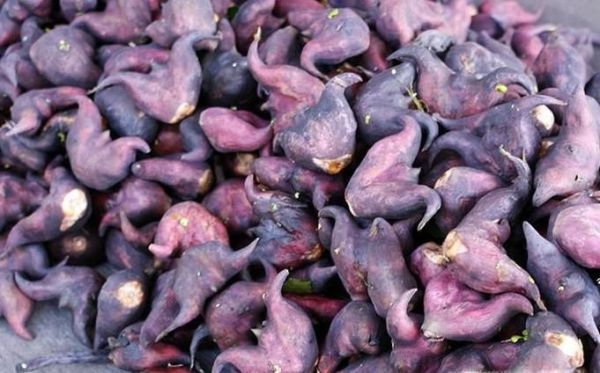 鲜菱角如何保存