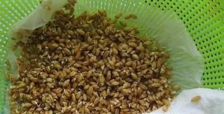 芹菜种子如何催芽