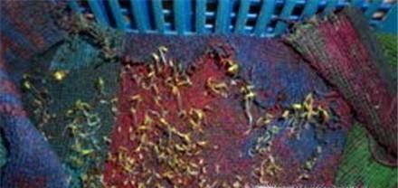 芹菜种子如何催芽