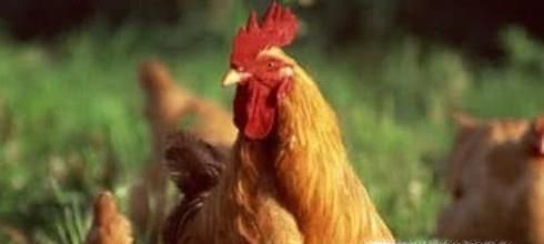 鸡得了大肠杆菌怎么治疗